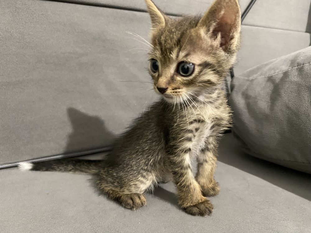 Отдам котят в добрые руки: 1 мальчик и 4 девочки.