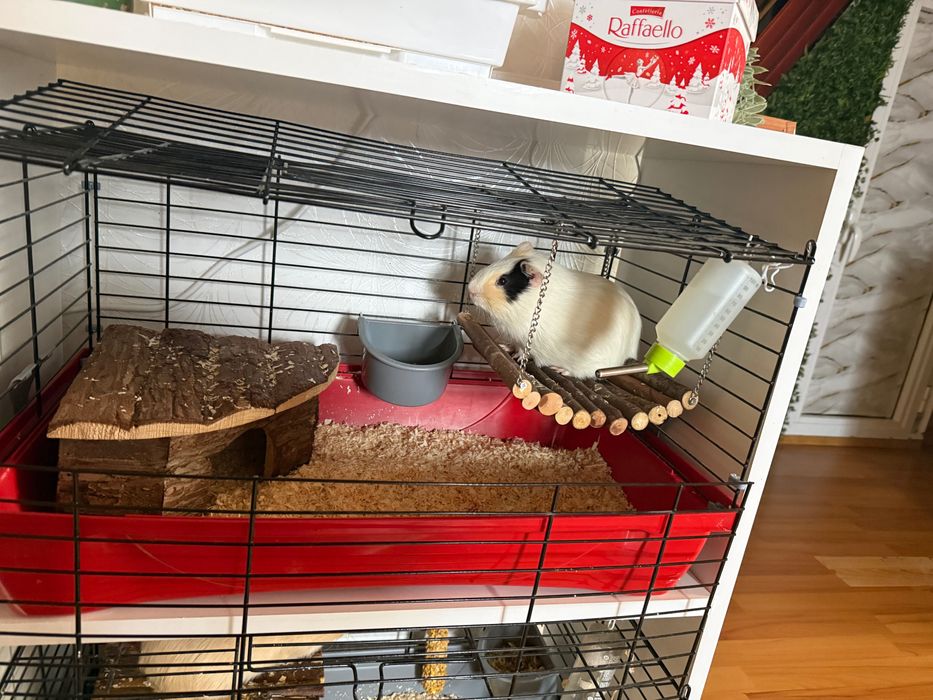 Porcușor de Guineea