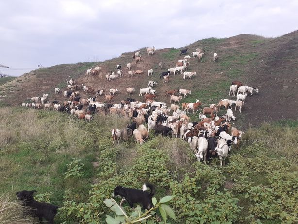 Vând turmă de capre