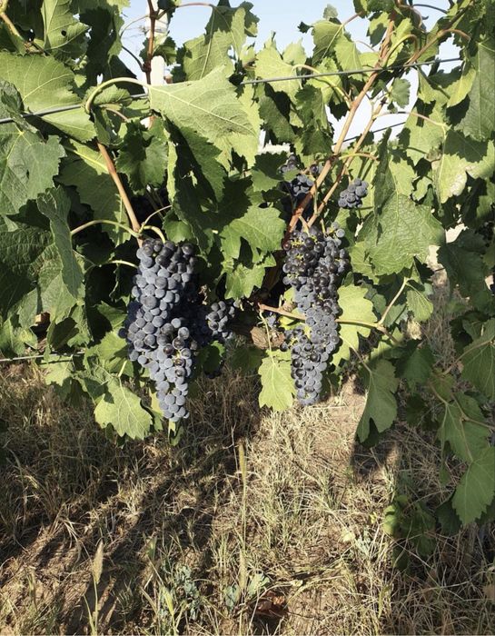 Vand struguri de vin urizceni