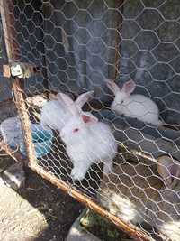 Vând iepuri hicole +3 iepurași gri din mama hicole și tata uriaș germa