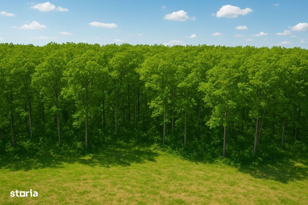 Teren Corbeanca|Langa Padure