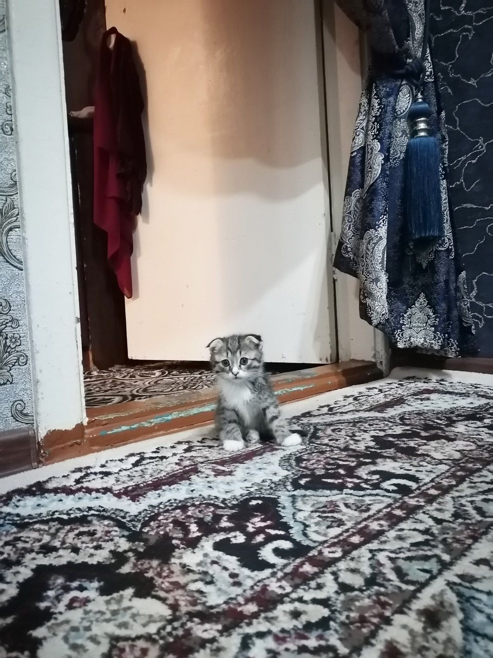 Kimga kere bosa tel qiliyla fold soni 3 ta
