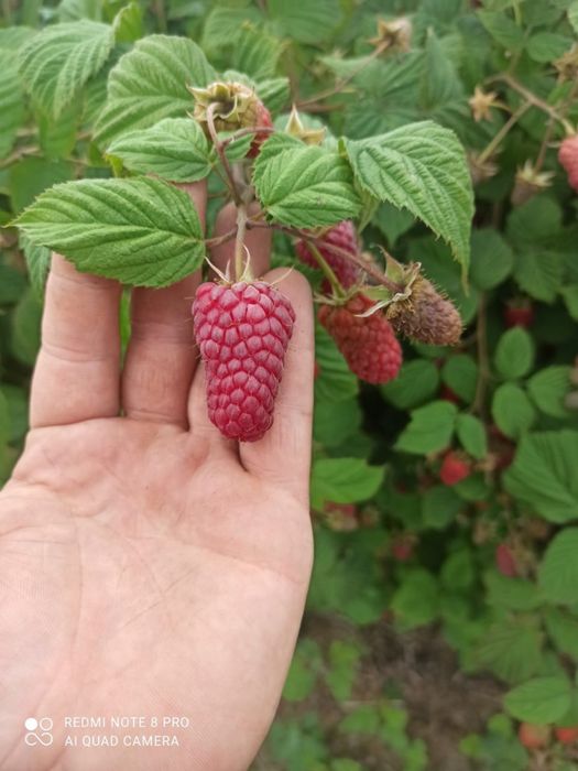 Puieți de zmeură şi căpșuni de diferite soiuri din toată Europa