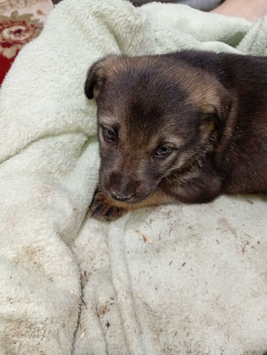 Catei spre adopție URGENT