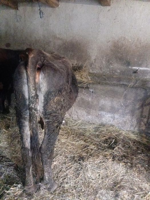 Vând vaca de 4 ani  gestanta în 2 luni jumate