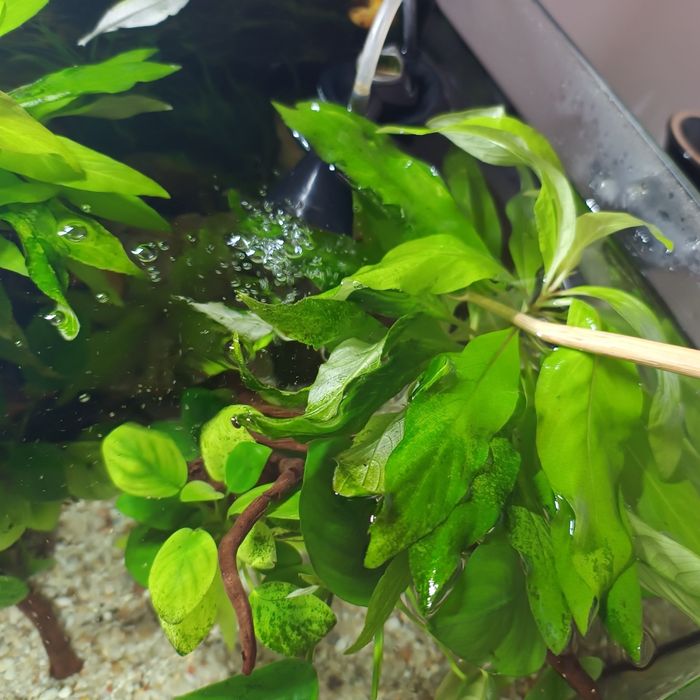 Plante acvariu mari