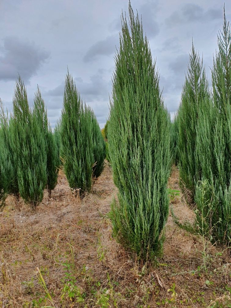 Tuia columnaris/ smaralgd/leylandii