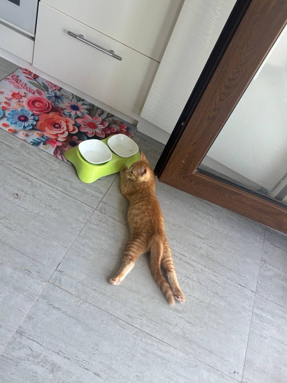 Отдам котенка в хорошие руки
