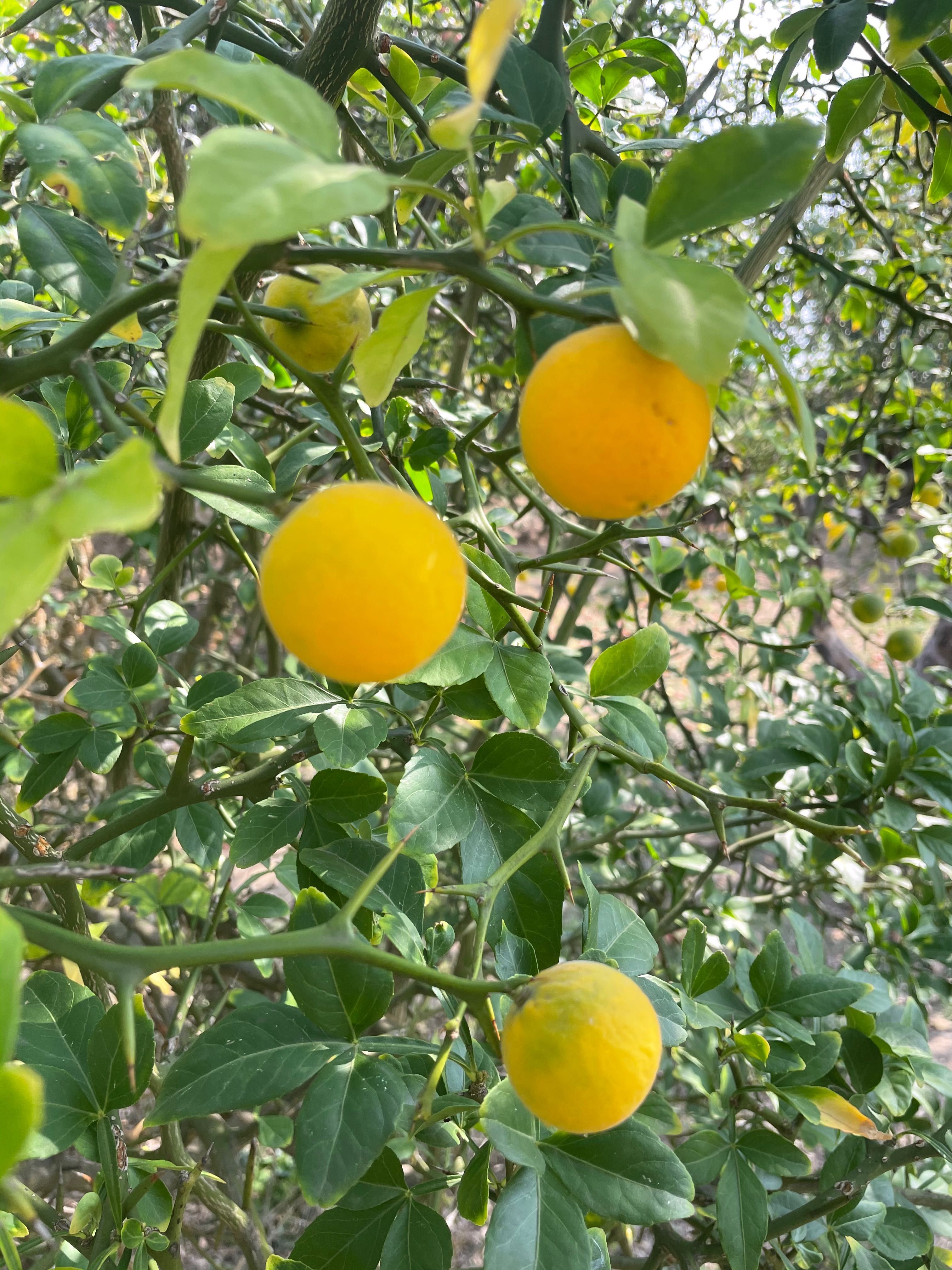 Див лимон в саксийки