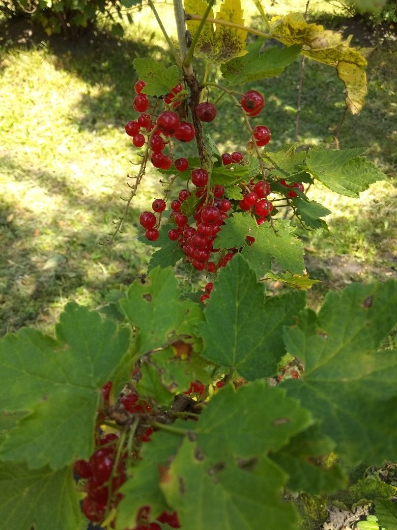 COACĂZE NEGRE si ROȘII (ruzincini). Sirop din coacăze, afine și miere