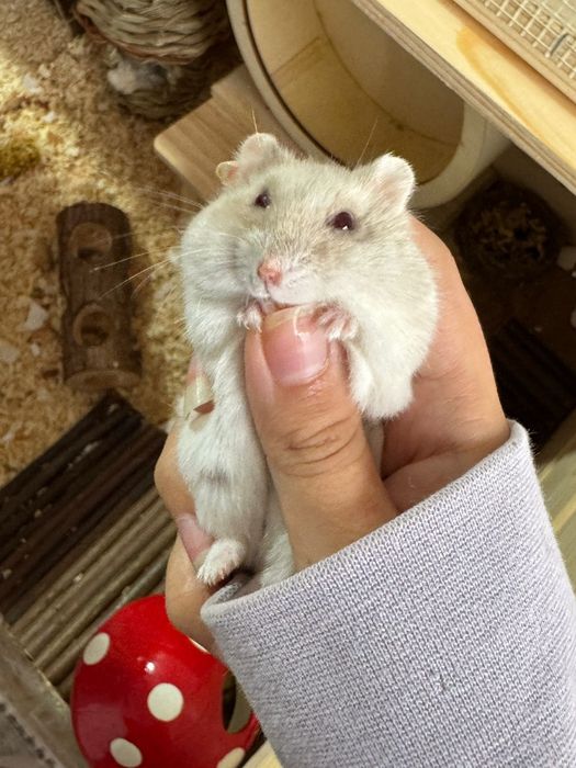 Cusca pentru hamster