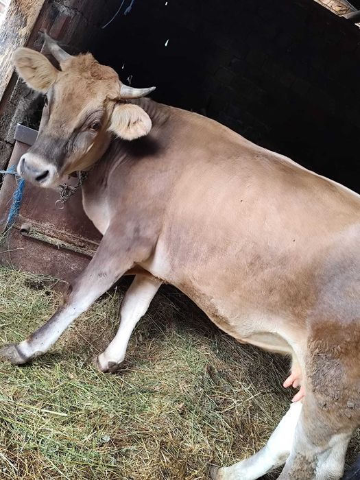 Vaca de 2.5 ani de vânzare