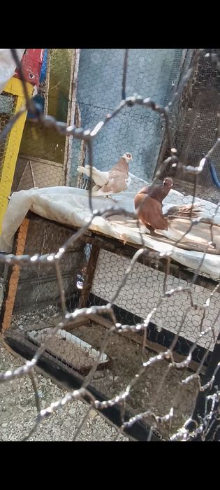 Porumbei Volga pereche