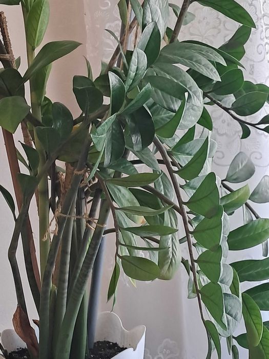 Цветок. Замиакулькас. Около 1 м20