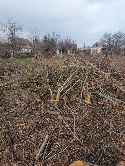 Спиливаю деревья бензопилой. Бензопила. Услуги пилы. Спилка. Спил