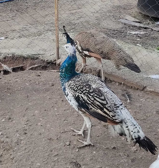 vand pauni maturi si pui