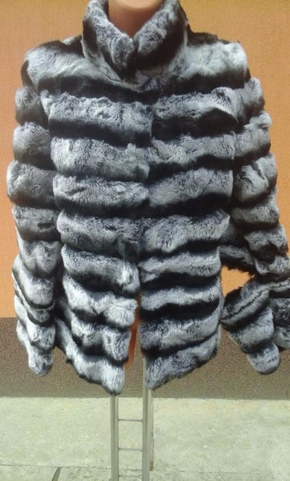 haina blana rex chinchilla