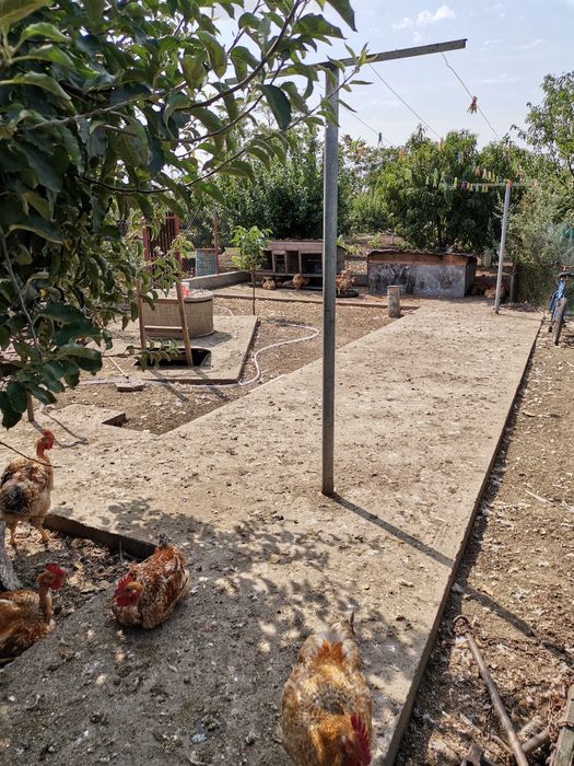 Cocoși crescuți la curte