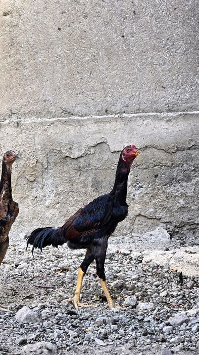 Чужалар сотилади