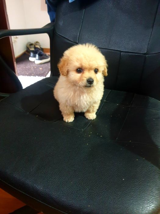 Bichon Maltez Mini Toy.