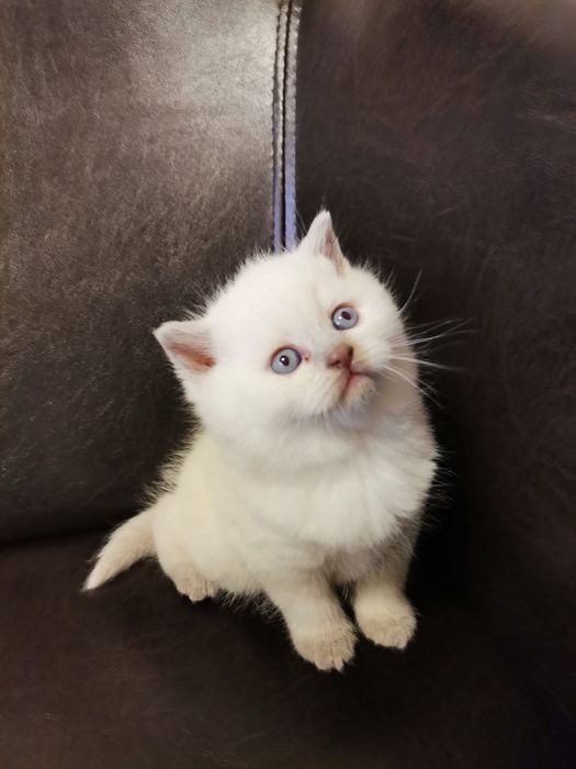Fetita british white cu ochii albaștri