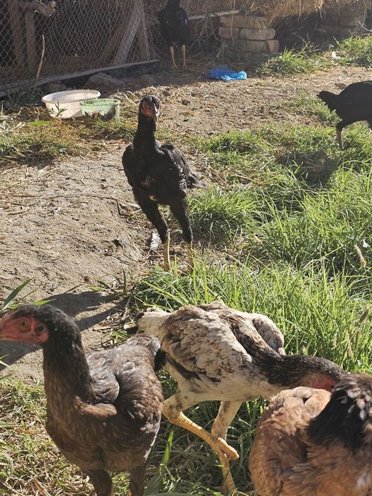 Yosh zotdorchala sotiladi