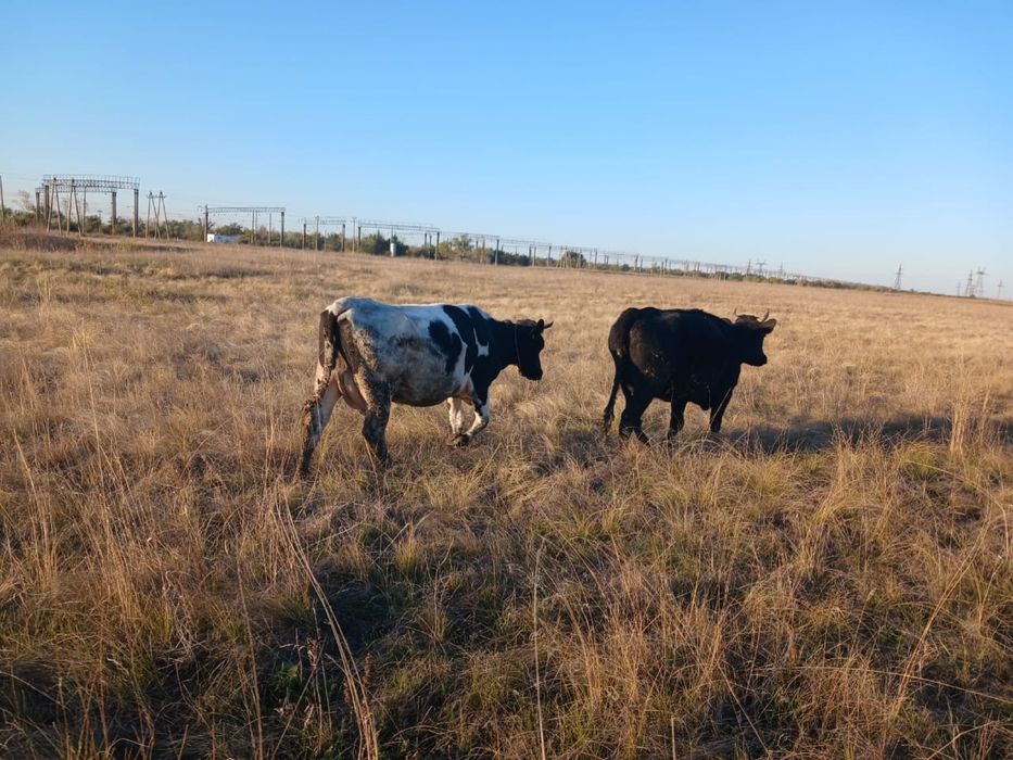 Первотелки молодые