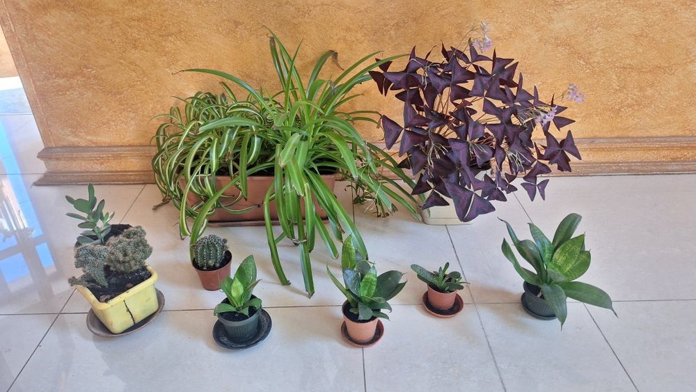 Комплект из 8ми видов растений. Цена за все, что на фото