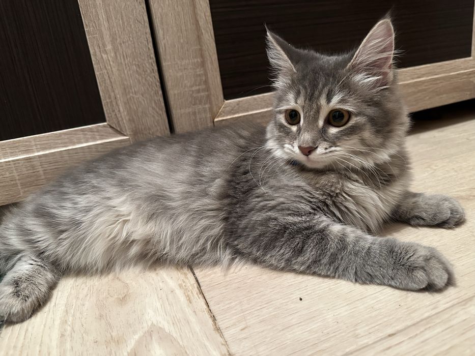 Отдам в хорошие руки