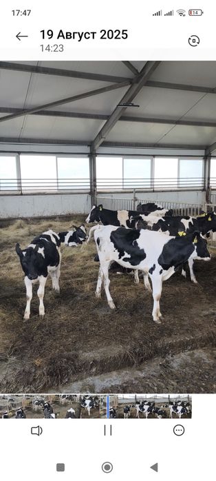 Телки голштинской породы