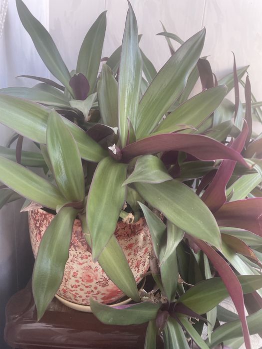 Комнатные цветы . Два горшка по 2 тыс  тенге каждый