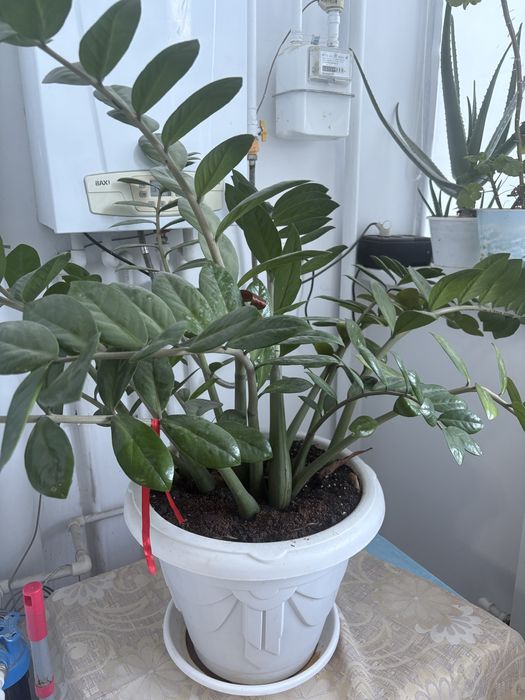 Продам комнатный растения