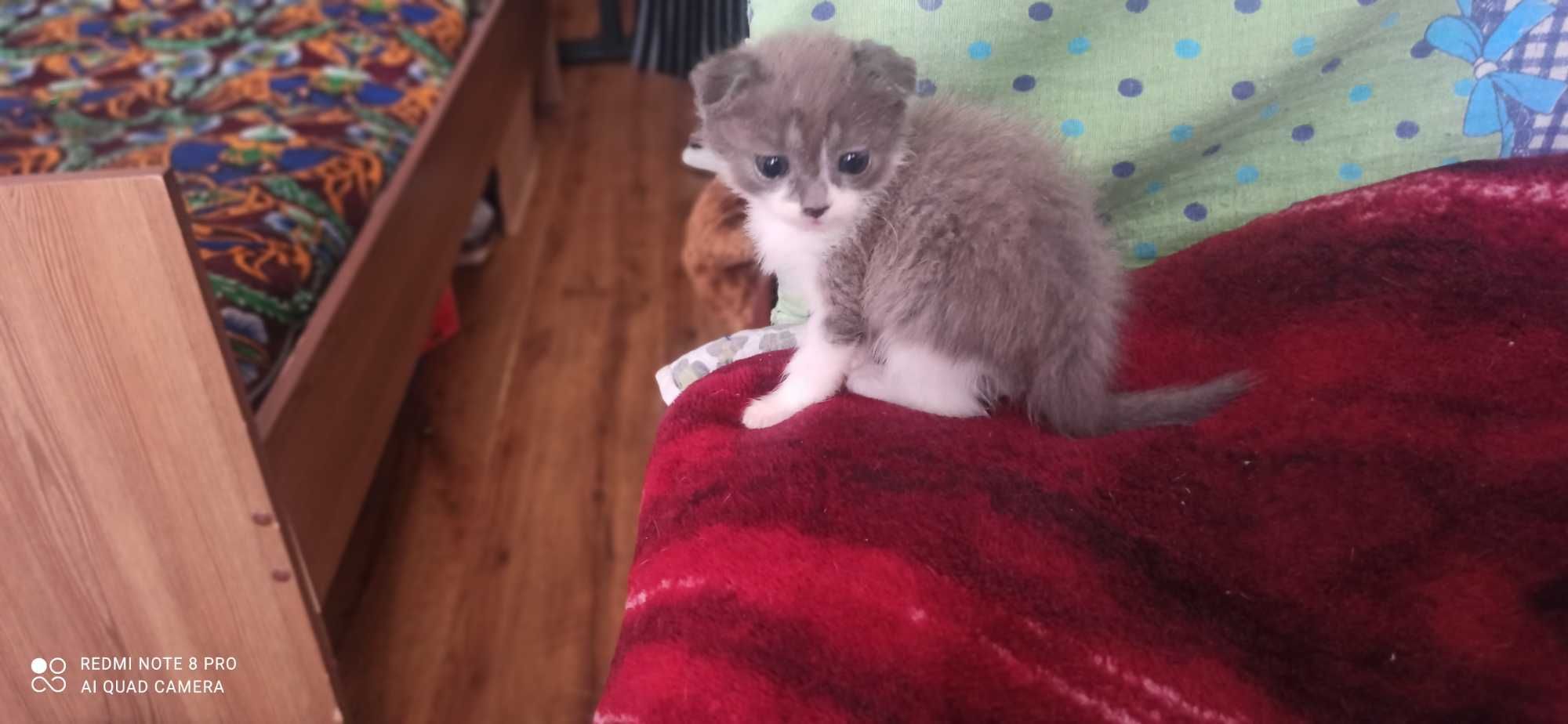 Scottish fold 4oylik