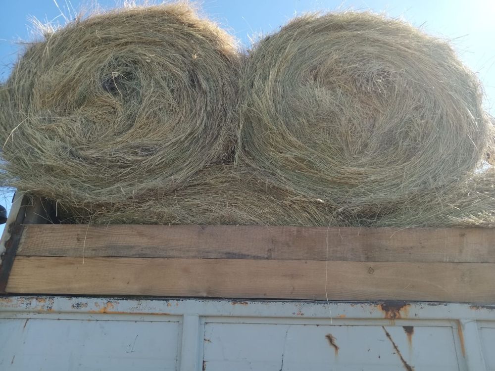 Продам свежое сено в рулонах  имееться доставка потгороду и пригород