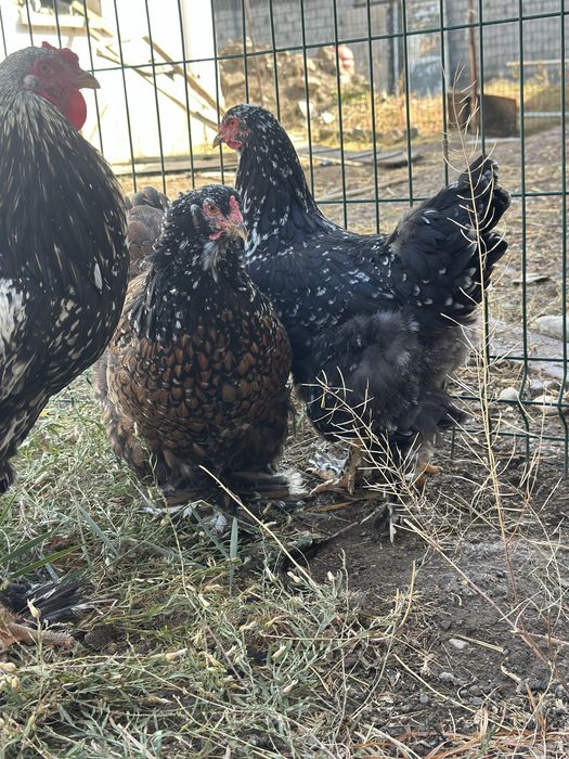 Хуроз товуклар ( Туркия парселан)