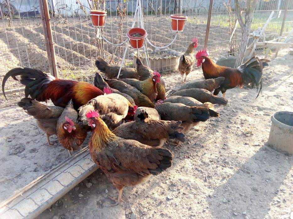 Pui,găini familie italiana potârnichie