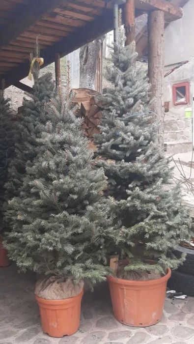 Vând tuia smarald, columnaris, leylandi, brazi, mesteacăn