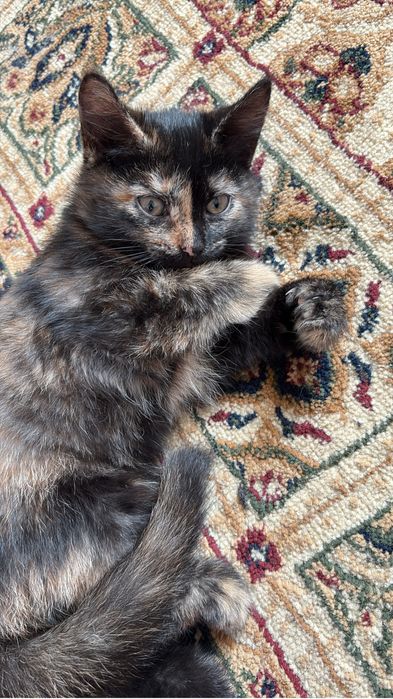 Котёнок двухмесячный (девочка)