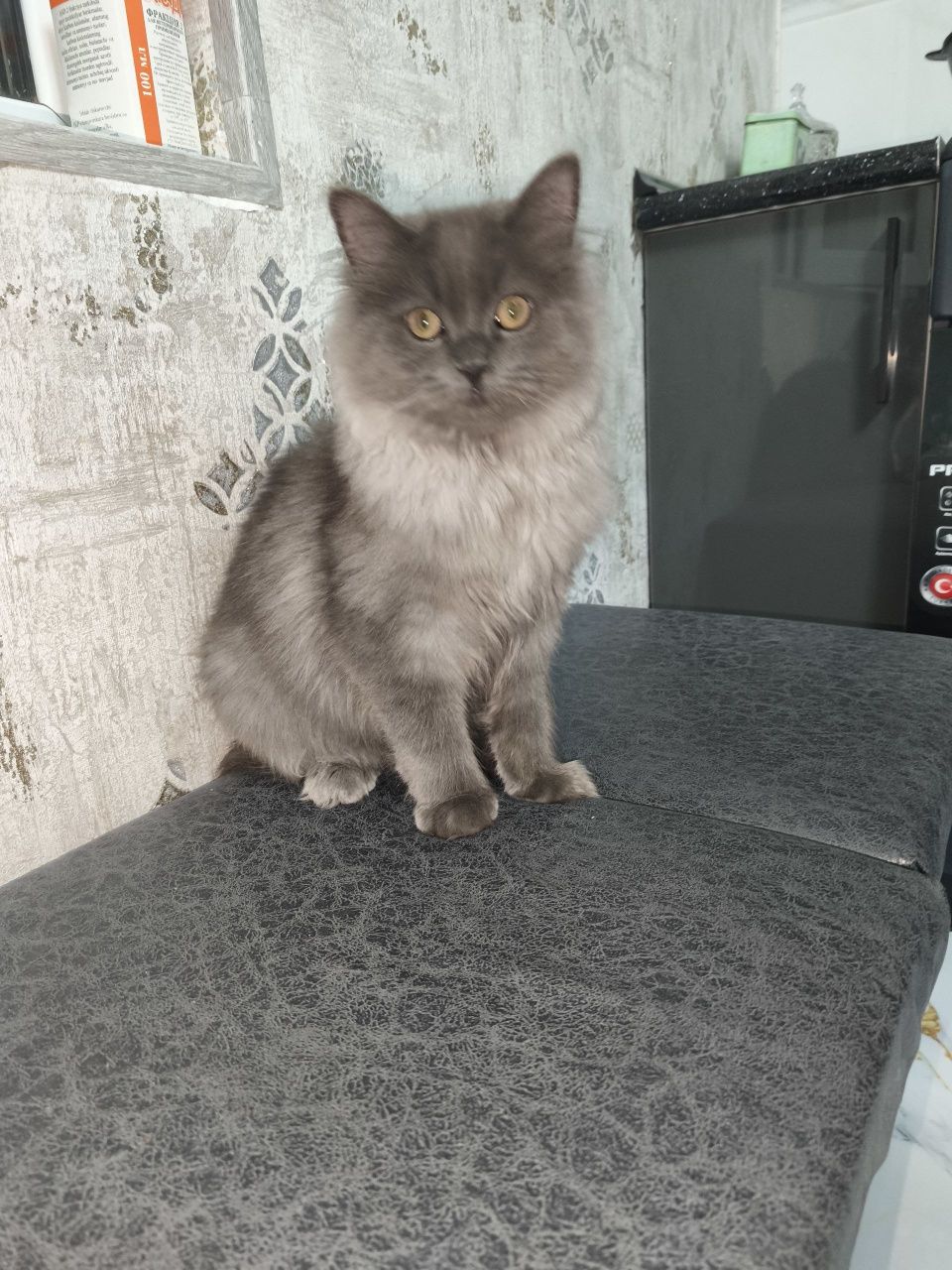 British longhair õgilbola  mushuk