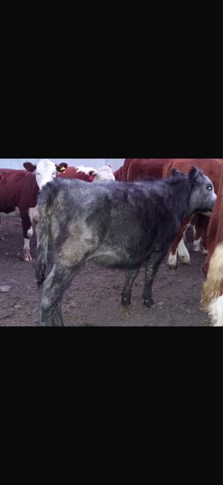 Продам телят девочки
