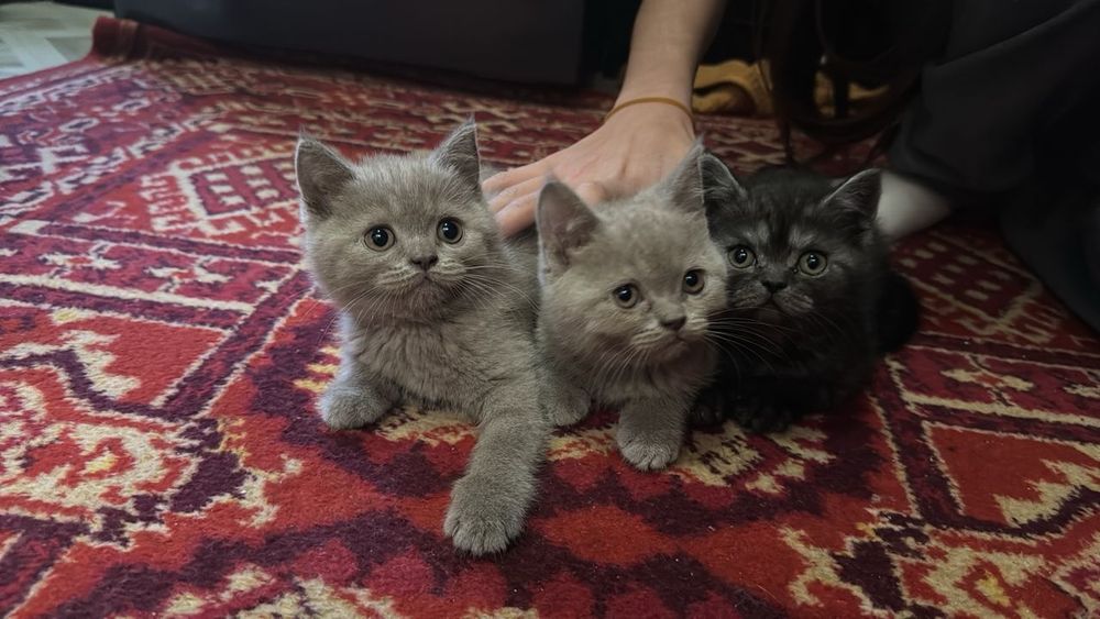 Шотландские котята