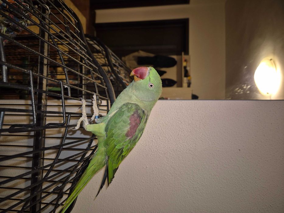 Papagal Marele Alexandru, inel inchis