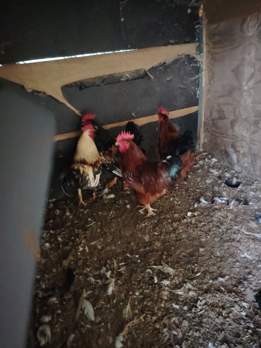 Cocosi tineri frumosi