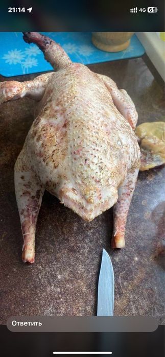 Домашняя Индейка индюк мясо кг 3500