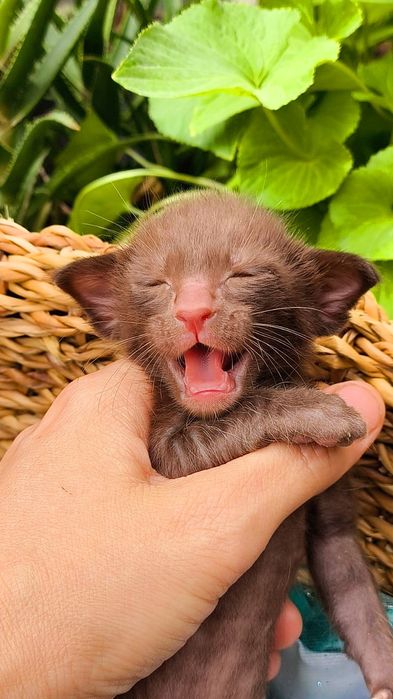 Шоколад ОРИЕНТАЛЫ- малыши под резерв