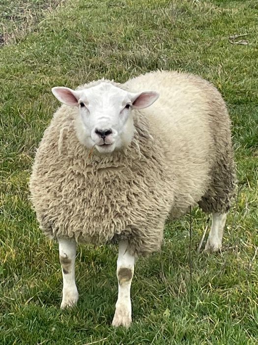 Berbecut rasa Texel linie Marea Britanie