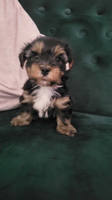 Yorkshire Caine Terrier