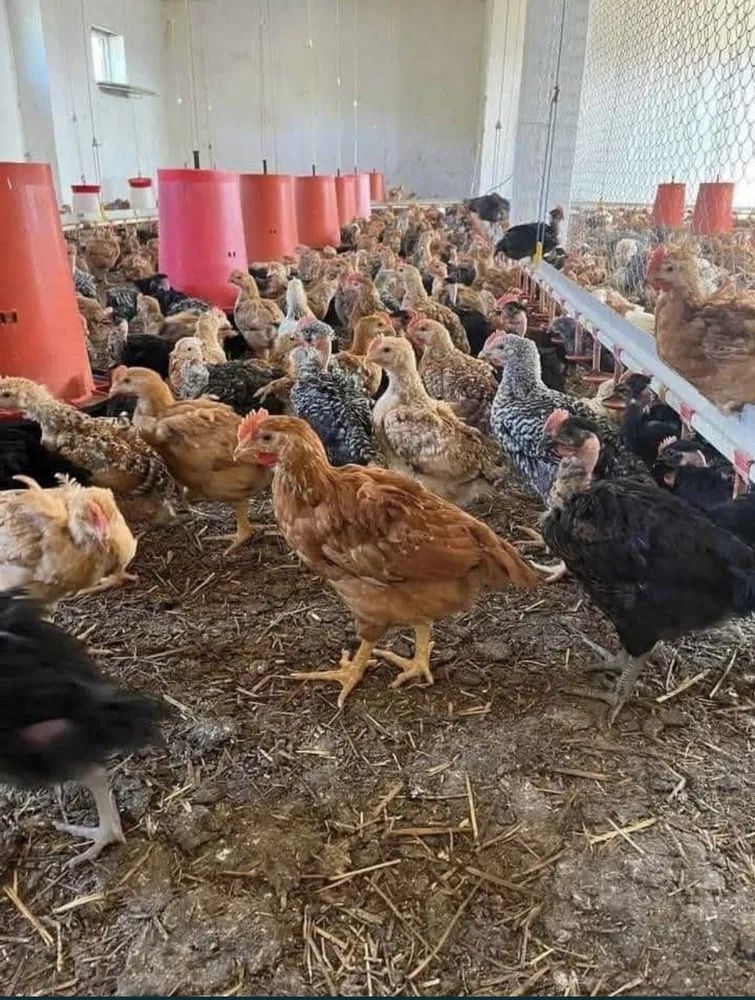Puii rasă rasă mixtă
