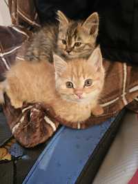 полу мейн-кун
котёнок пола мейн-кун
персидская кошка
полукро